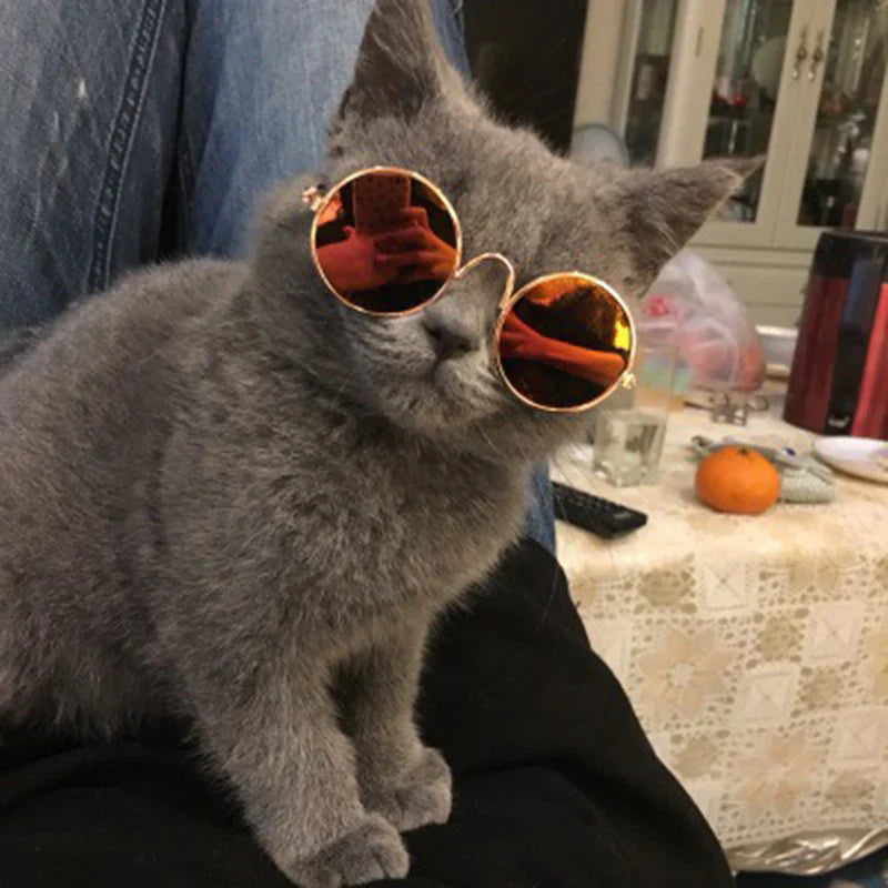Stylische Katzenbrille – Modische Sonnenbrille für Katzen