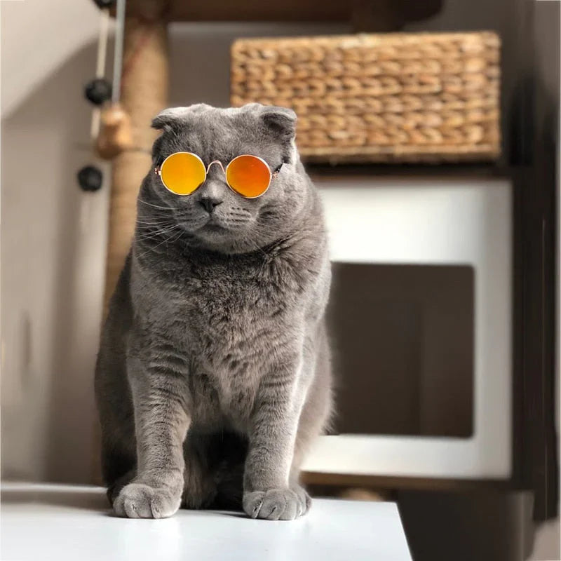 Stylische Katzenbrille – Modische Sonnenbrille für Katzen