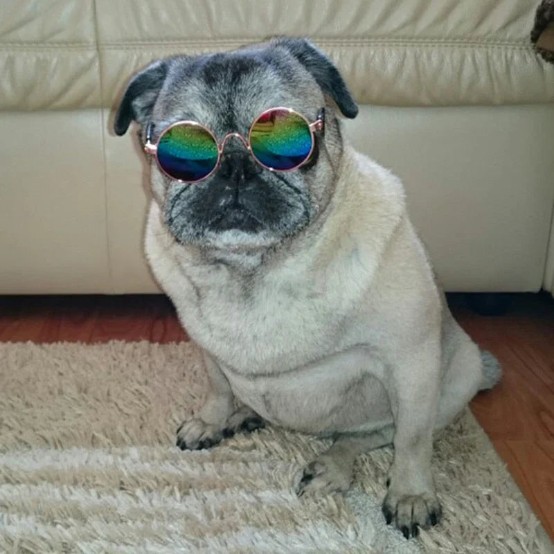 Stylische Katzenbrille – Modische Sonnenbrille für Katzen
