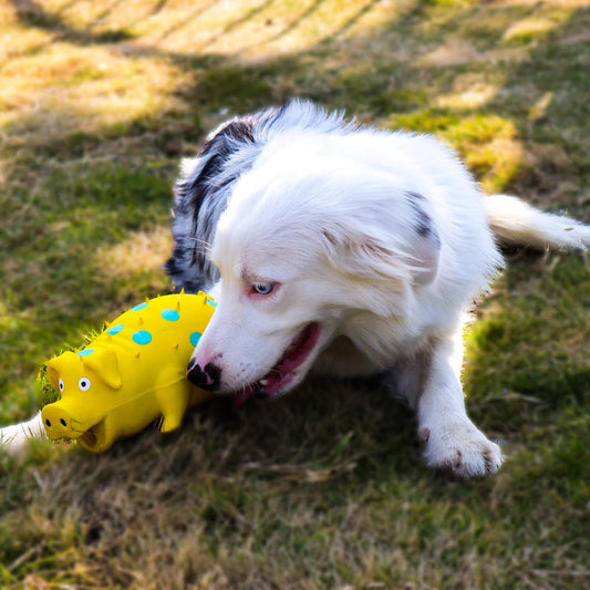 Quietschendes Schweinchen Hundespielzeug – Buntes Spielzeug für Hunde mit Spaßgarantie