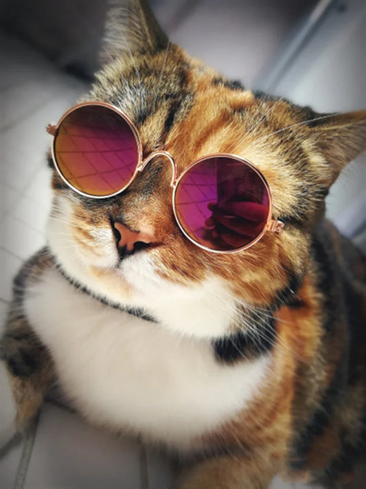 Stylische Katzenbrille – Modische Sonnenbrille für Katzen